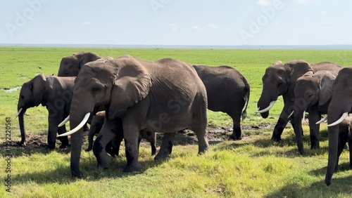 La famille éléphants vidéo 4K