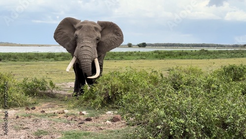 Un éléphant de façe vidéo 4K