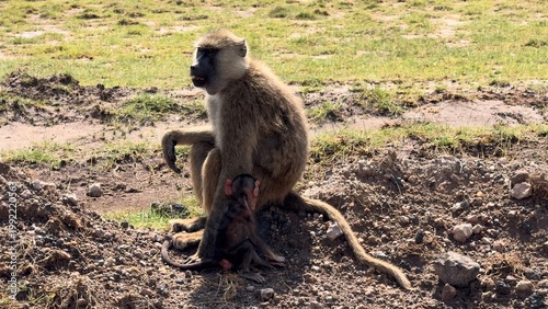 famille singe vidéo 4K