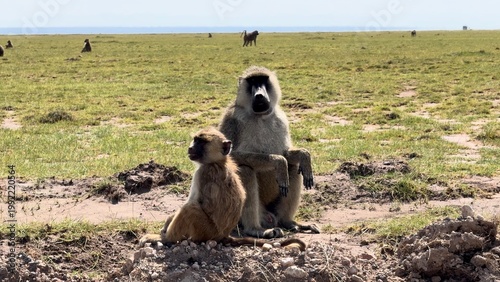 Deux singes assis vidéo 4K