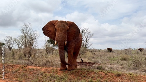 Eléphant plein de boue vidéo 4K