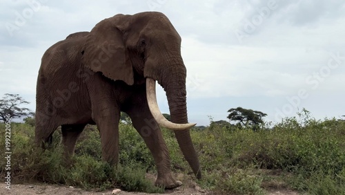 passage d'éléphant vidéo 4K