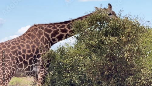 girafe qui mange vidéo 4K