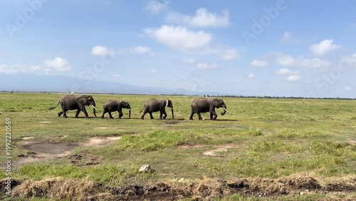 Passage d'éléphants au loin vue de coté vidéo 4K
