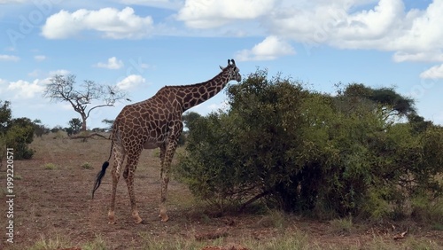 Girafe dans la savane vidéo 4K