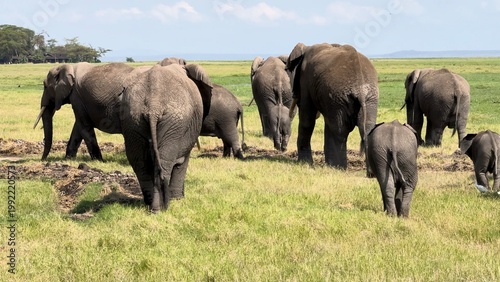 troupeau d'éléphants de dos vidéo 4K