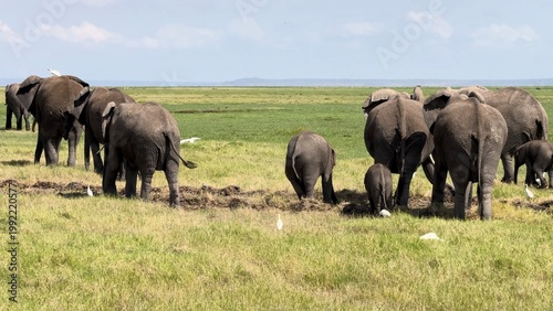 Des éléphants partent de dos vidéo 4K