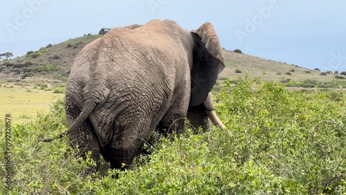éléphant qui mange de dos vidéo 4K