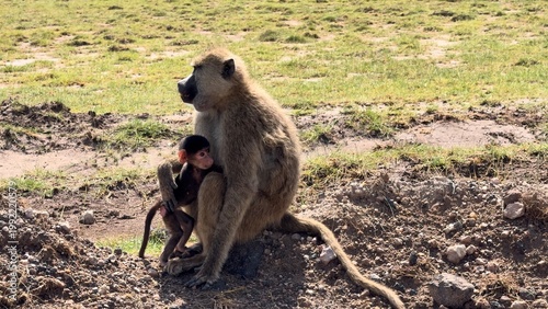 Petit singe et sa maman vidéo 4K