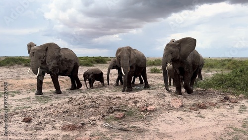 Arrivée d'éléphants vidéo 4K