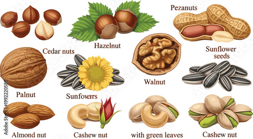 Nuts and Seeds Vector Set Featuring Almond Walnut Hazelnut Peanut Cashew Sunflower Seeds and Pistachio for Healthy Snack Food Design