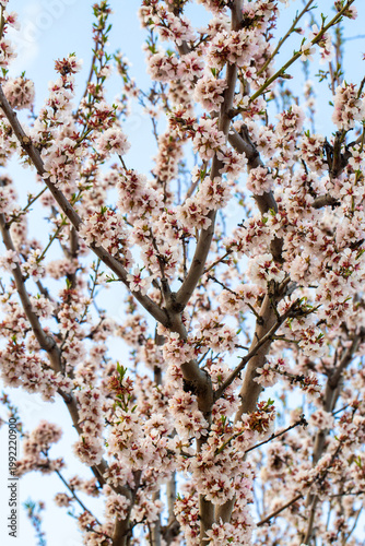 White Almond Blossoms (Prun...