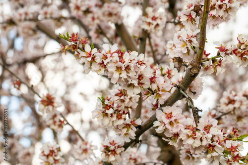 White Almond Blossoms (Prun...
