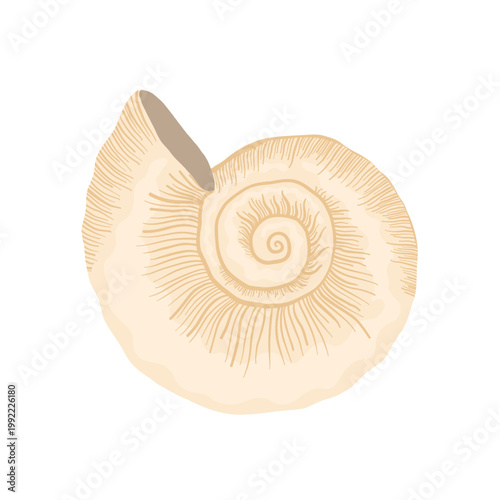 A snail shell with a shark eye. A twisted beige shell. A nautical element for nautical themes, travel-themed graphics, and beach prints.