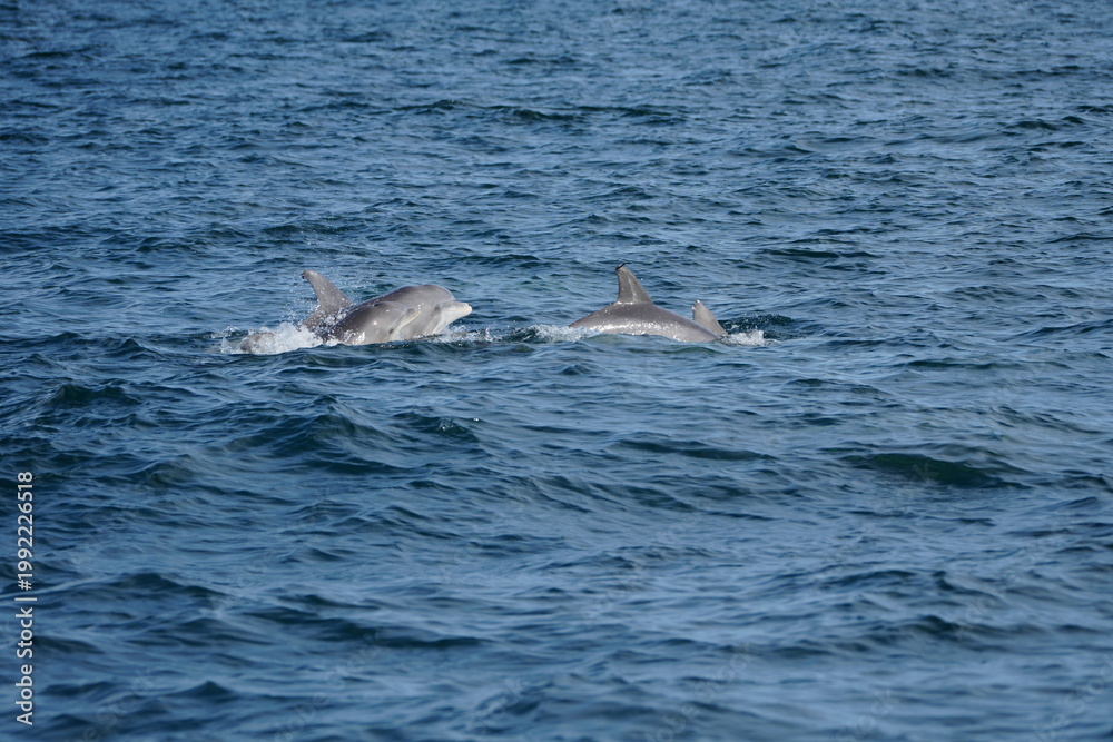 Fototapeta premium Wild Dolphins in Natural Ocean Habitat