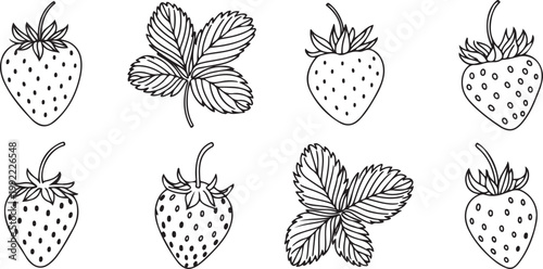 Vector strawberry line art illustrations set, hand drawn botanical outline drawing. Summer fruit.one line drawing vector illustration