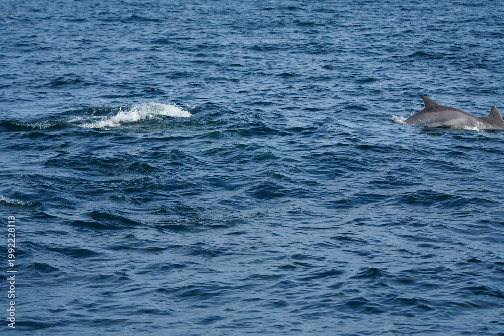 Naklejka premium Wild Dolphins in Natural Ocean Habitat