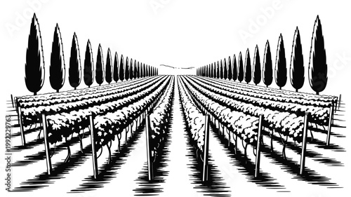 A symmetrical perspective view of a vineyard with rows of grapevines and tall cypress trees lining the path.