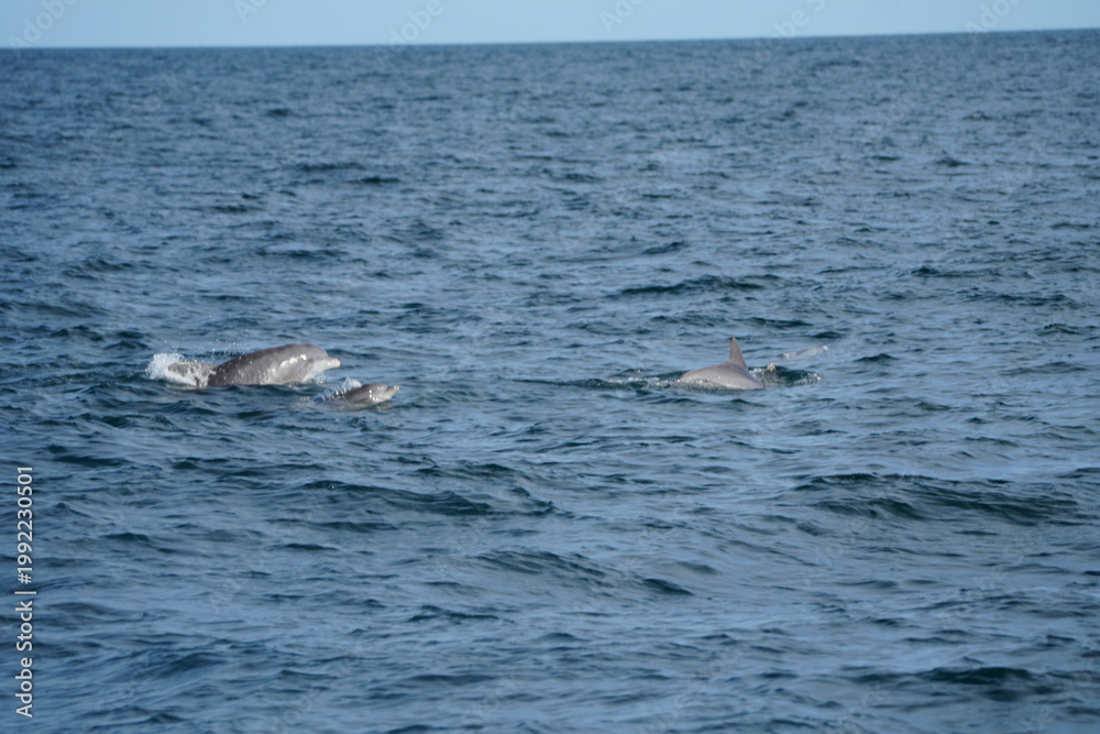 Fototapeta premium Wild Dolphins in Natural Ocean Habitat