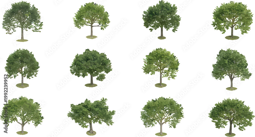 Fototapeta premium Collection of Twelve Isolated Green Deciduous Trees for Architectural Visualization and Landscape Design Vector Illustration Set