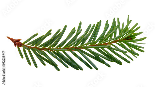 Green fir tree branch with small red bud, isolated on transparent background