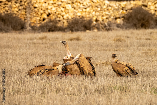 Griffon vultures feeding on the carcass of a wild boar in dry grasslands.