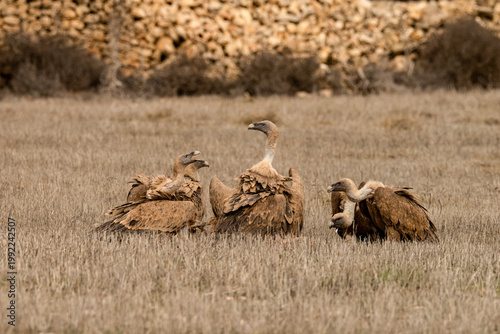 Griffon vultures feeding on the carcass of a wild boar in dry grasslands.