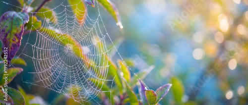Dew-covered spiderweb hanging on leaves in a natural macro close-up shot