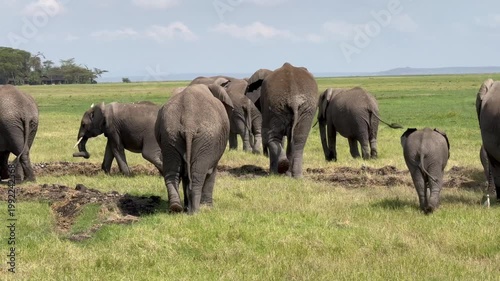 Eléphants de dos vidéo 4K