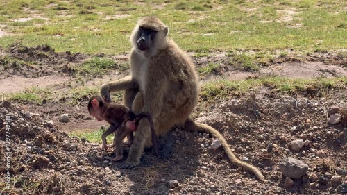 Bébé singe et son papa vidéo 4K