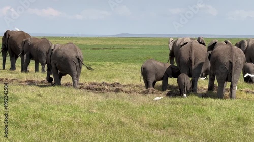 Eléphants dans le marais