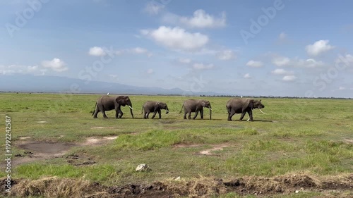 Passage d'éléphants d'Afrique vidéo 4K