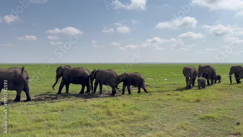 Famille d'éléphants vidéo 4K