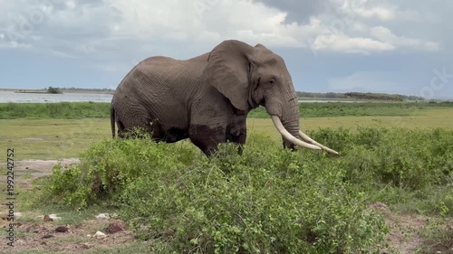 Un éléphant sort de l'eau vidéo 4K