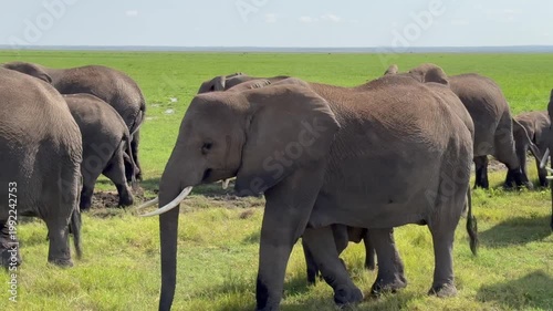 Des éléphants d'Afrique vidéo 4K