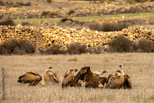 Griffon vultures feeding on the carcass of a wild boar in dry grasslands.