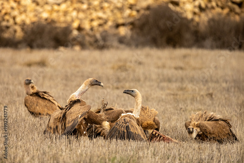 Griffon vultures feeding on the carcass of a wild boar in dry grasslands.