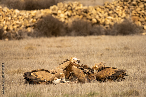 Griffon vultures feeding on the carcass of a wild boar in dry grasslands.