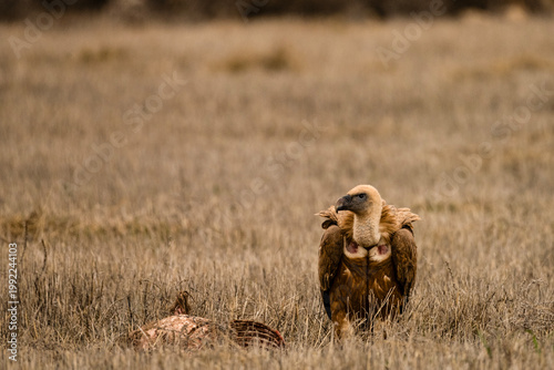 Griffon vulture standing in dry field landscape with blurred background