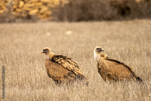 Griffon vultures feeding on the carcass of a wild boar in dry grasslands.