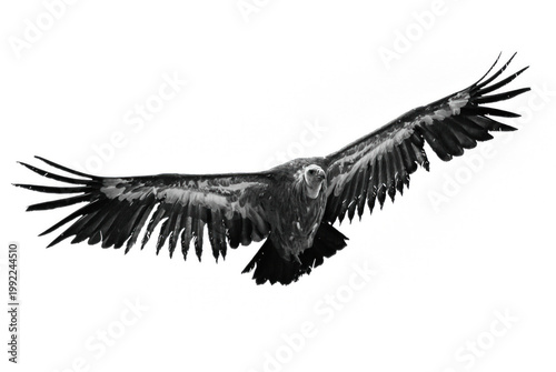 Griffon Vulture or Gyps fulvus in flight.