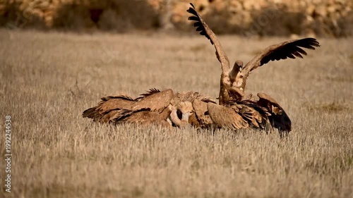 Griffon vultures feeding on the carcass of a wild boar in dry grasslands.