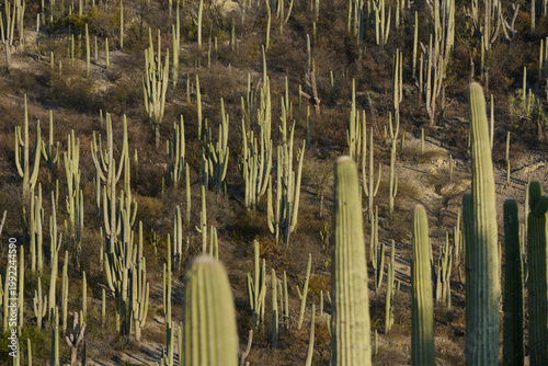 A vast expanse of towering cacti stretches across a dry desert landscape under bright sunlight.