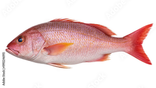 Foto Whole red snapper fish with pink scales and red fins, isolated on transparent ba