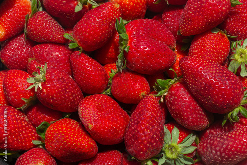 Fresh ripe strawberries with green leaves in a close-up view. Juicy red berries full of texture and natural shine, perfect for healthy food, summer harvest, and organic fruit concepts.