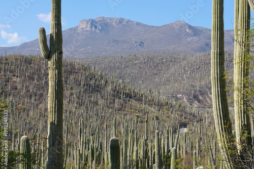 The image captures a vast desert landscape with towering cacti and distant mountains under clear skies, showcasing the Teuacan-Cuicatlan biosphere reserve in Mexico.