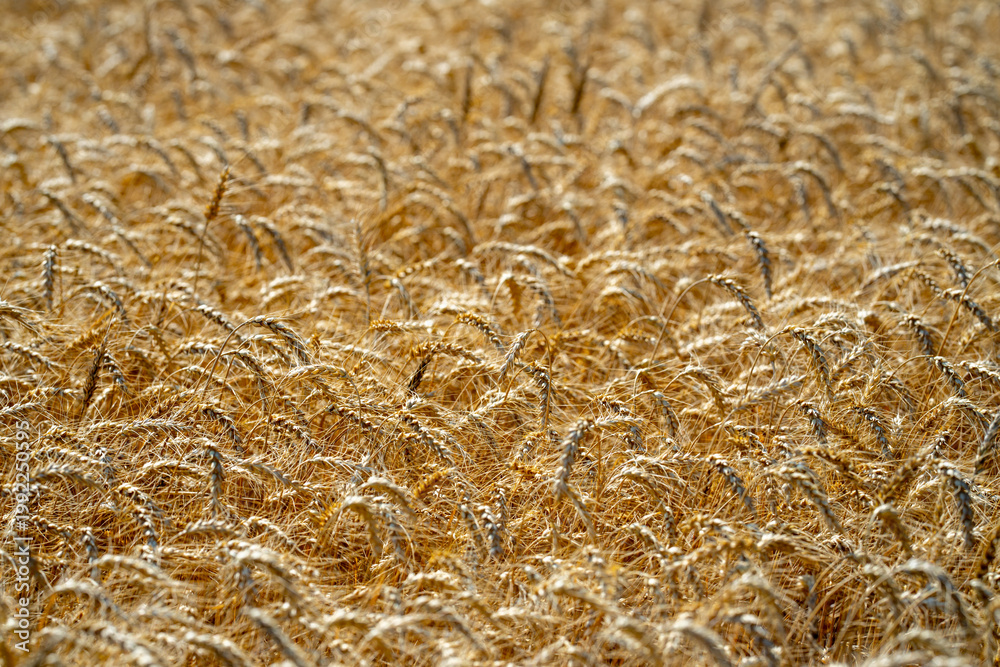 Naklejka premium Wheat background with golden stalks and rural landscape. Close-up wheat background showing detailed grain texture. Wheat field background. Textured wheat and organic crops.