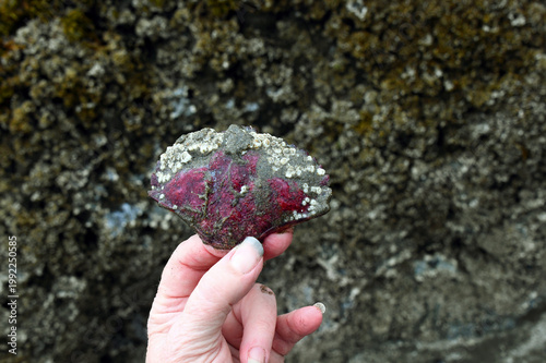 Foto Abalone Shell Encrusted With Baracles