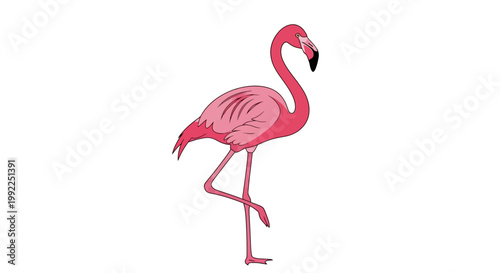Pink Flamingo Bird Standing Alone.