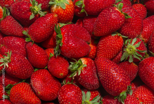 Fresh ripe strawberries with green leaves in a close-up view. Juicy red berries full of texture and natural shine, perfect for healthy food, summer harvest, and organic fruit concepts.